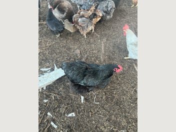 Image 1 of 5