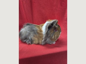 Image 1 of 8