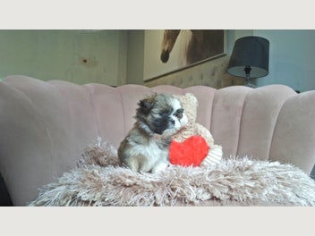 Image 1 of 11