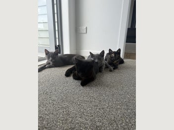 Image 1 of 5