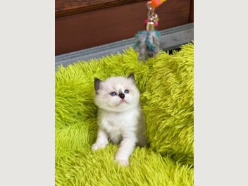 Image 1 of 11
