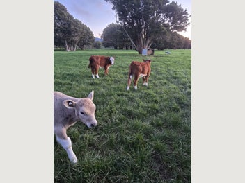 Image 1 of 4