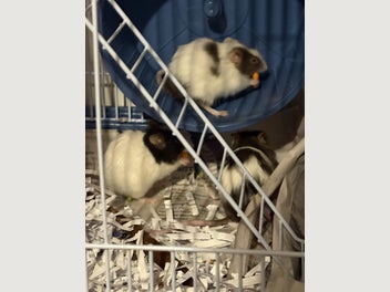 Image 1 of 9