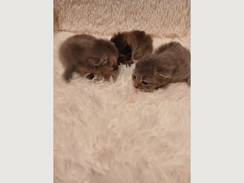 Image 1 of 11