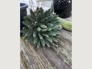 Image 1 of 4