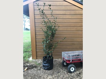 Image 1 of 4