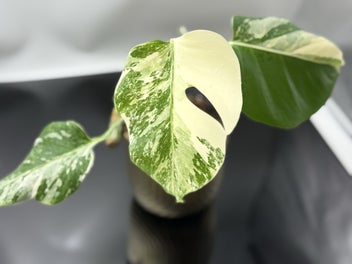 Image 1 of 9