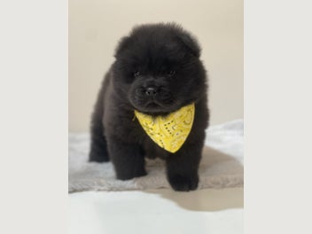 Image 1 of 10
