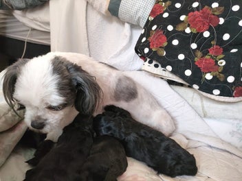 Image 1 of 11