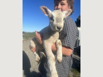 Image 1 of 6