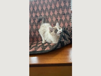 Image 1 of 11