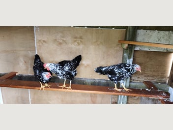 Image 1 of 5
