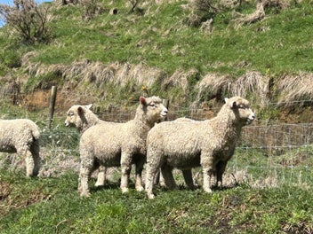 Image 1 of 6