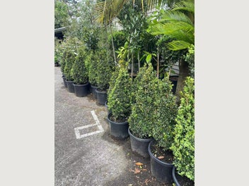 Image 1 of 6