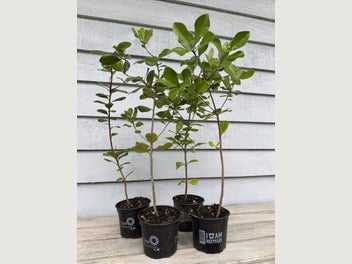 Image 1 of 4
