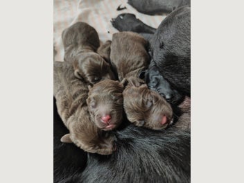 Image 1 of 5