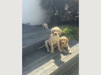 Image 1 of 4