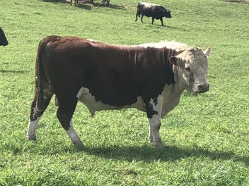 Image 1 of 6