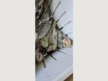Image 1 of 8