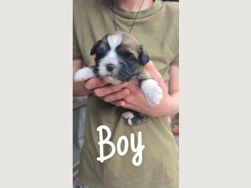 Image 1 of 15