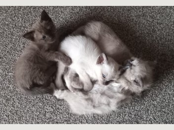 Image 1 of 7