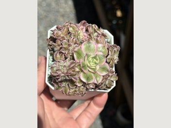 Image 1 of 7