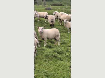 Image 1 of 8