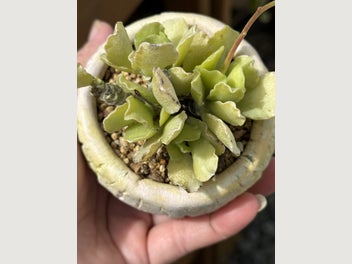 Image 1 of 7