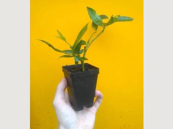 Image 1 of 5