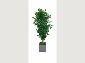 Image 1 of 8