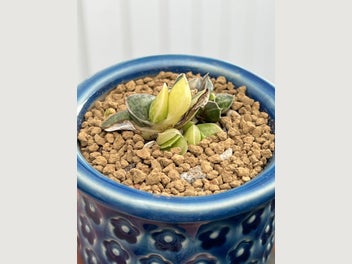 Image 1 of 7