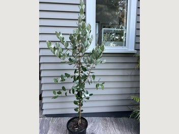 Image 1 of 11