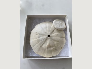 Image 1 of 9
