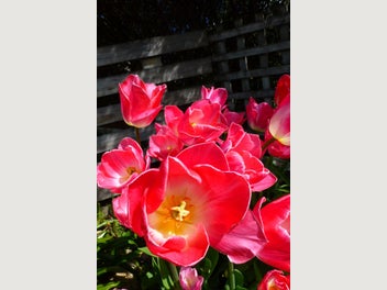 Image 1 of 12