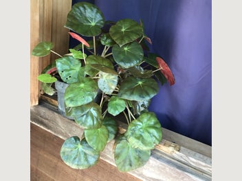 Image 1 of 3