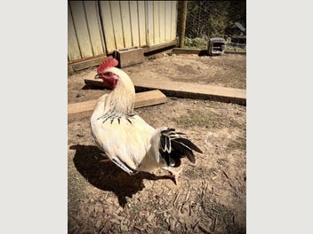 Image 1 of 7