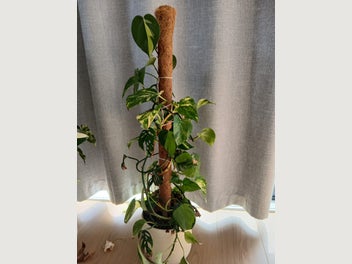 Image 1 of 9