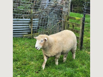 Image 1 of 5