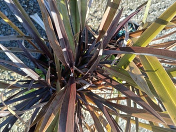 Image 1 of 7