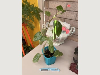 Image 1 of 7