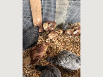 Image 1 of 5
