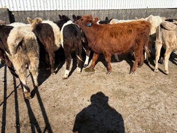 Image 1 of 8