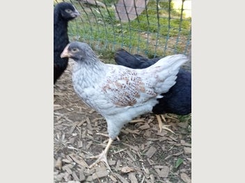Image 1 of 2