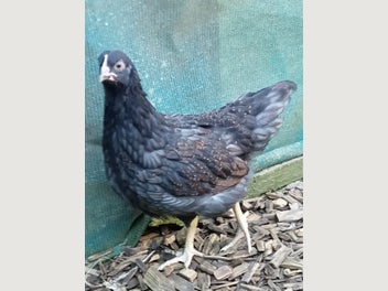 Image 1 of 2