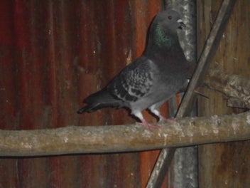 Image 1 of 4