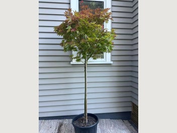 Image 1 of 5