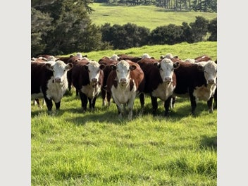 Image 1 of 19