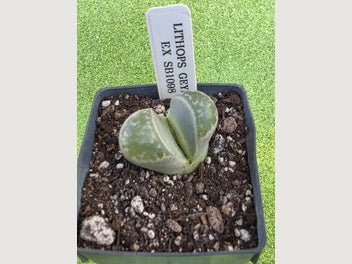 Image 1 of 1