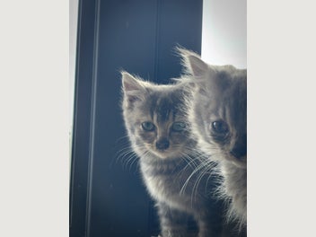 Image 1 of 7