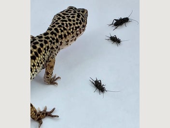 Image 1 of 12